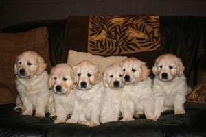 Elevage canin