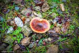 Champignons - 17/10/2020