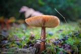 Champignons - 17/10/2020