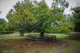 Chestnut Tree in Aullène - 17/10/2020