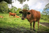 Vaches - Quenza