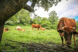 Vaches - Quenza