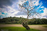 Arbre - Sainte Lucie de Tallano