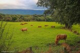 Vaches - San Gavino di Carbini