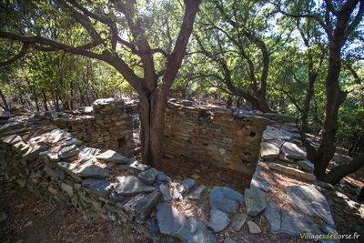 Baum in einem verfallenen Haus im verlassenen Dorf Mata, Cap Corse - 17/09/2016