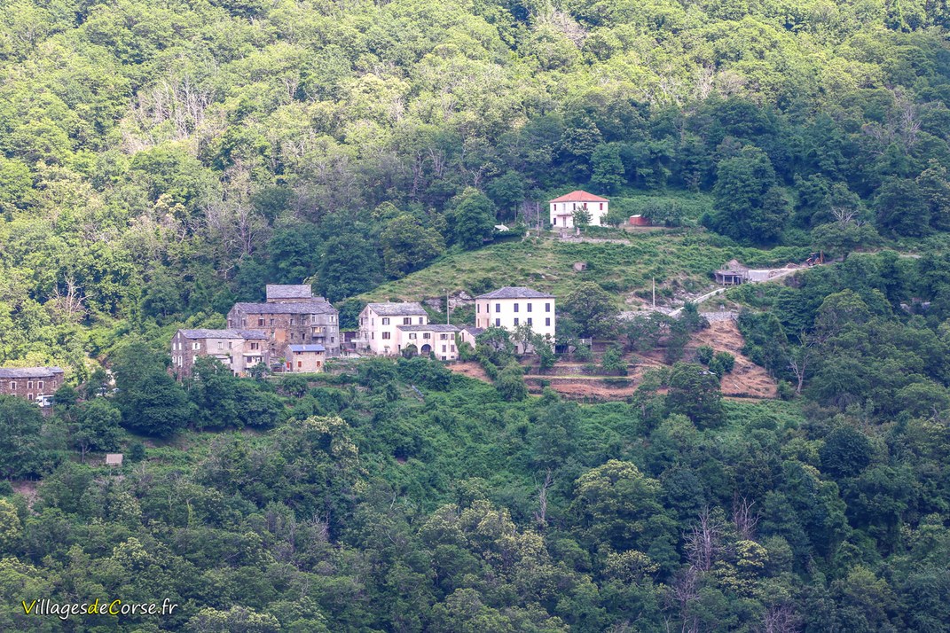 Dorf - Carpineto