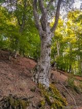 Wanderweg San Petrone Gavignano - 15.10.2023