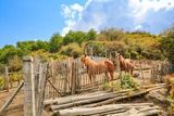 Chevaux - Monacia d Orezza