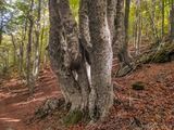 Baum Wanderung San Petrone Saliceto - 15.10.2023