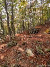 Wald Wanderung San Petrone Saliceto - 15.10.2023