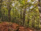 Wald Wanderung San Petrone Saliceto - 15.10.2023