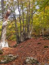 Wald Wanderung San Petrone Saliceto - 15.10.2023