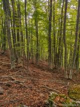 Wald Wanderung San Petrone Saliceto - 15.10.2023