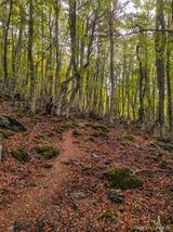 Wald San Petrone San Lorenzo - 15.10.2023