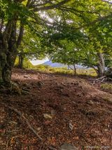 Wald San Petrone San Lorenzo - 15.10.2023