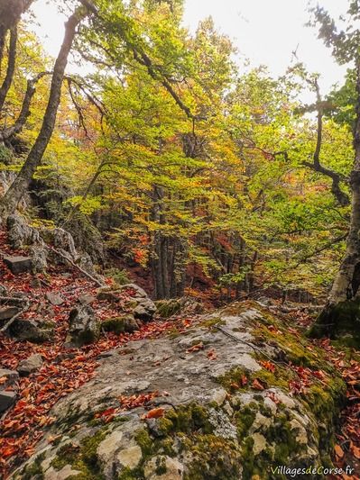 Wald San Petrone San Lorenzo - 15.10.2023