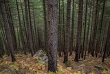 Cervellu Forest in Venaco, on 10/05/2014