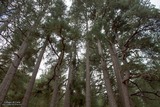 Cervellu Forest in Venaco, on 10/05/2014