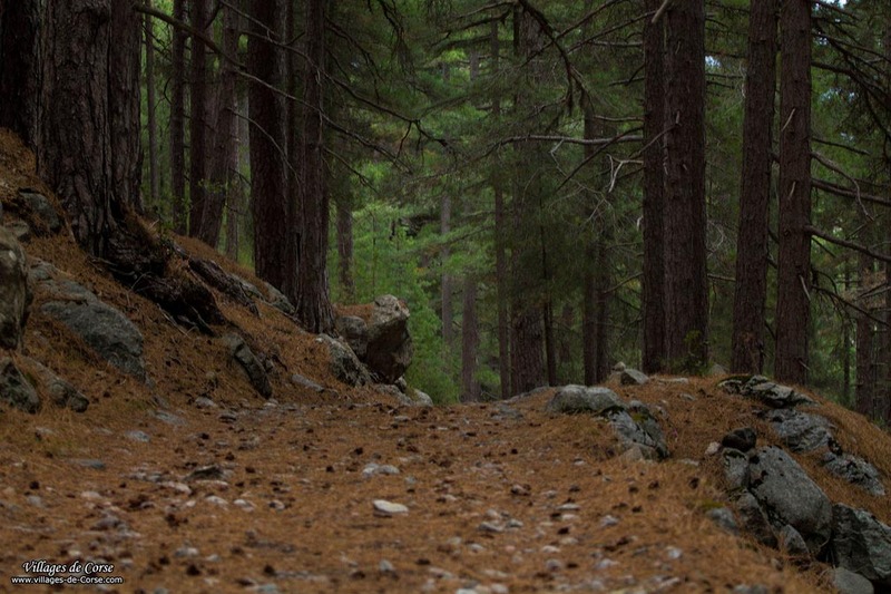 Cervellu Forest in Venaco, on 10/05/2014