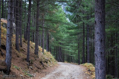 Cervellu Forest in Venaco, on 10/05/2014