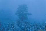 Arbre - Asco