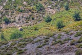 Mountain - Lento