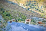 Cows - Lento