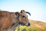 Cows - Lento