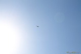 Mouette - 01/04/2012