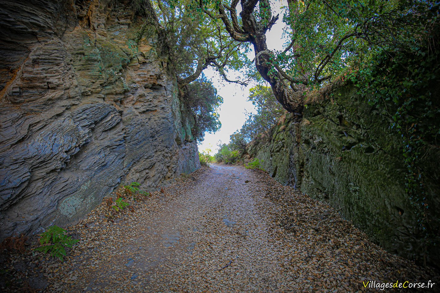 Sentier - Furiani
