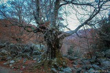 Baum Bocognano - 25/11/2012