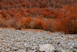 Forêt - Bucugnà