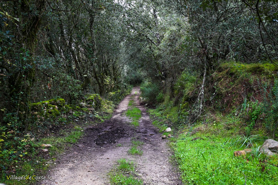 Trail - Bocognano