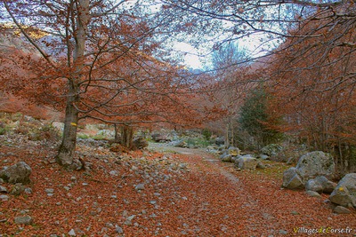 Herbstlandschaft Korsika Bocognano - 25/11/2012