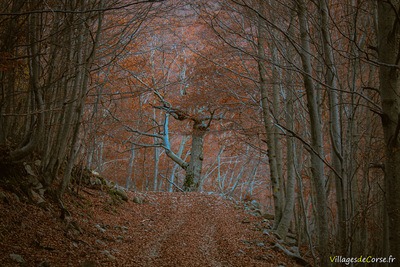 Wanderweg Bergeries de Capiaghja Bocognano - 25/11/2012