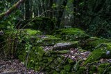 Mur Forêt Murato - 09/02/2019