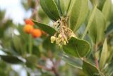 Blühender Erdbeerbaum Olmeta Di Tuda - 26102014