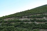 Sentier - Olmeta (di Tuda)