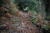 Kastanienbäume Pieve - 30/10/2019