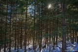 Wald - Albertacce