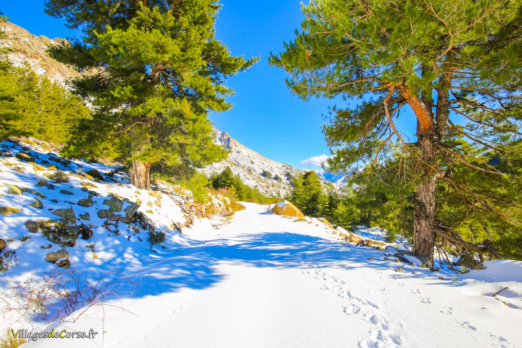 Montagne - Albertacce