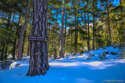 Escursionismo Montagna Neve Corsica Gr Bergerie U Vallone Rifugio U Tihjettu Albertacce - 29/01/2019