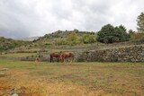 Horses - Calacuccia
