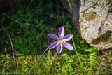 Crocus Corsicus Blume mit Safran - 16/02/2019