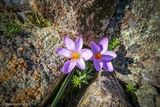 Crocus Corsicus Blume mit Safran - 16/02/2019