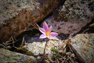 Korsische Krokus Corscia Korsika - 16/02/2019