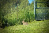 Lapin - Bastelicaccia