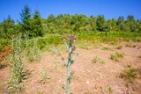 Distel Argiusta Moriccio - 06/07/2021