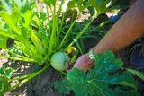 Runde Zucchini - 06.07.2021