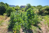 Bohnen Eingliederungsgarten - 06.07.2021